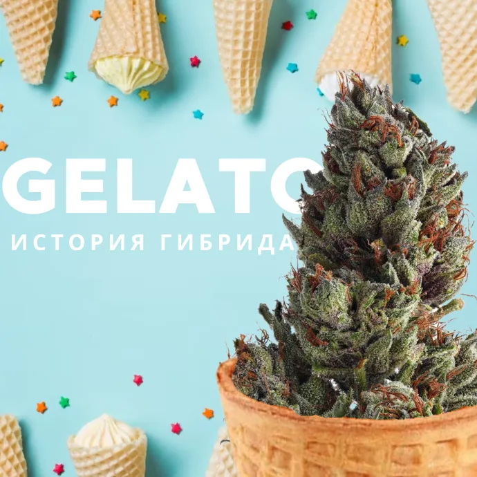 История сорта Gelato