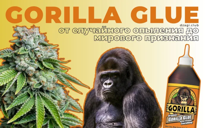 История сорта Gorilla Glue
