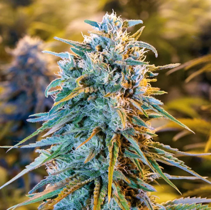 Illustration from the original article “The history of Pot Sistemak: Dinafem and HSO”.
