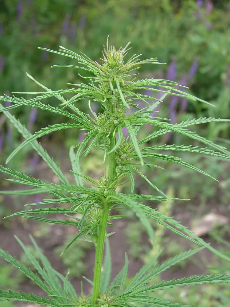Abbildung aus dem Originalartikel „Cannabis ruderalis: die Geschichte der Selbstblüte“.