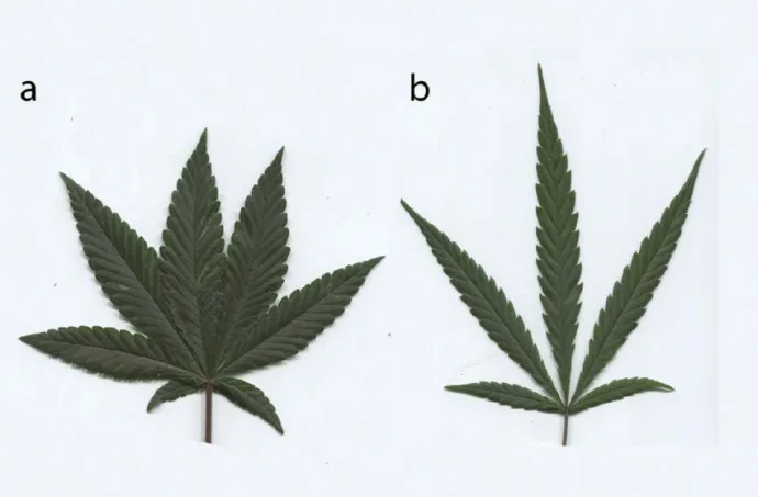 Abbildung aus dem Originalartikel „Cannabis ruderalis: die Geschichte der Selbstblüte“.