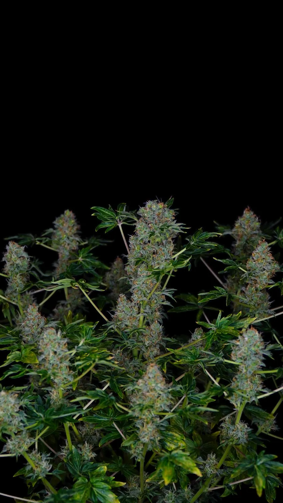 Blühende Bastard Ryder-Pflanze vor schwarzem Hintergrund: dicht bereifte Buds zwischen kleinen, glänzenden, glattrandigen Einzelblättern