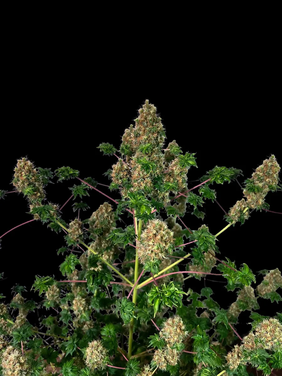 Blühende Fastberry Bastard-Pflanze vor schwarzem Hintergrund: Buds mit orangefarbenen Stempeln und kleinen gekräuselten ABC-Blättern an langen roten Blattstielen