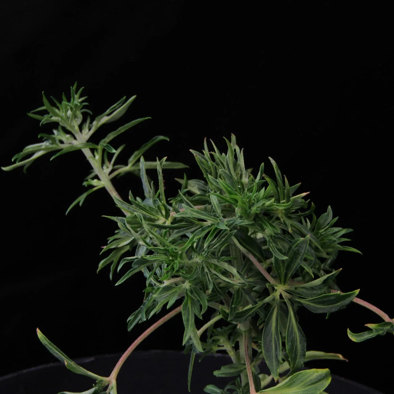 Laub des Phänotyps „Rosemary“.