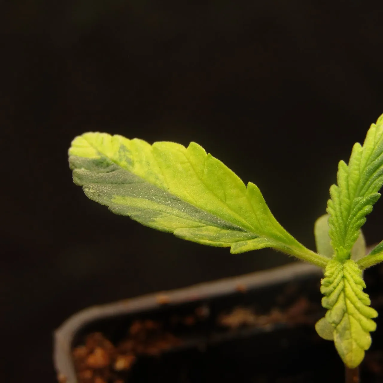 Ein panaschiertes Blatt von White Widow Duck W#2.